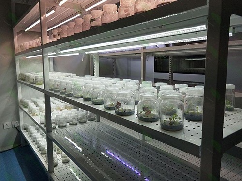 毛道乡植物组织培养实验室设计建设方案
